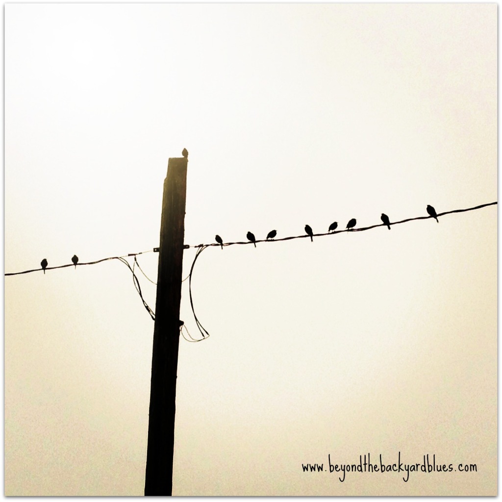 Birds on a Wire BYB