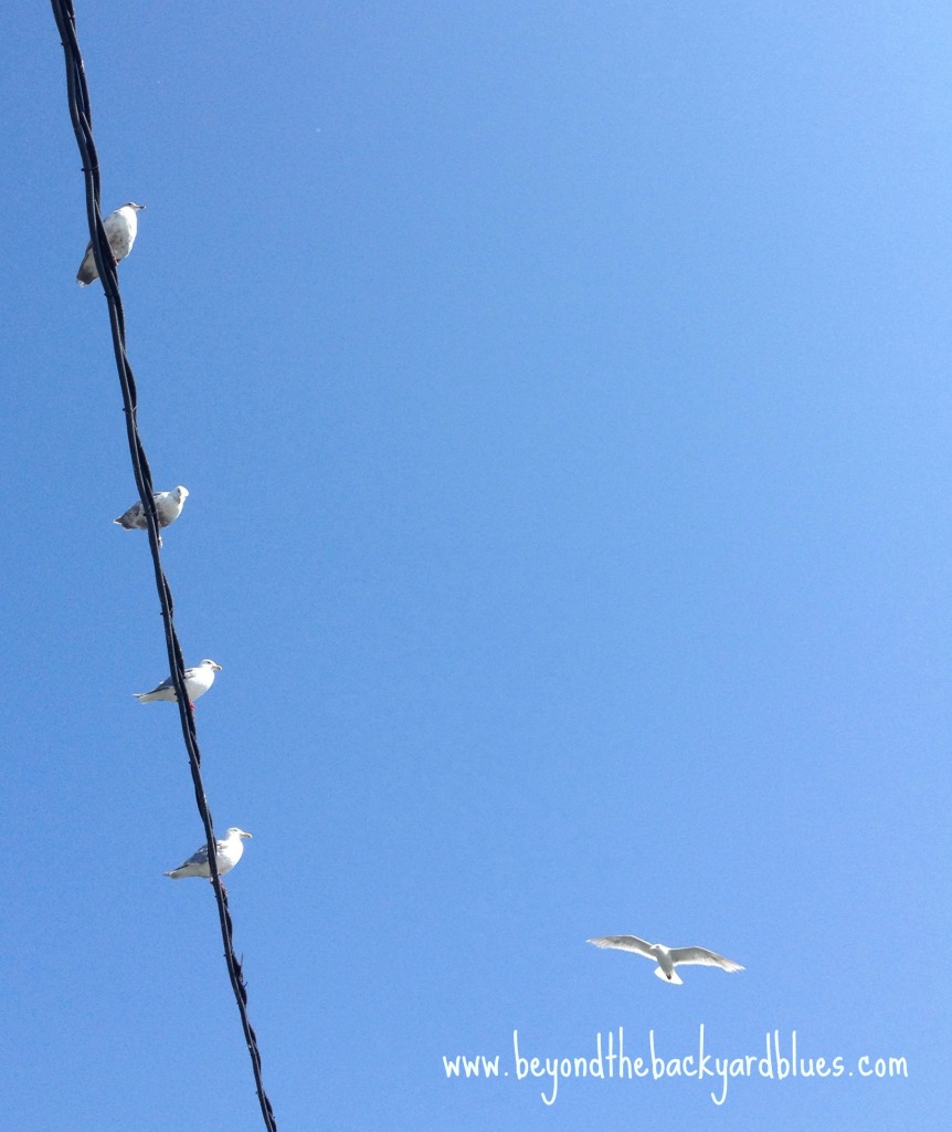 birds on a wire bib